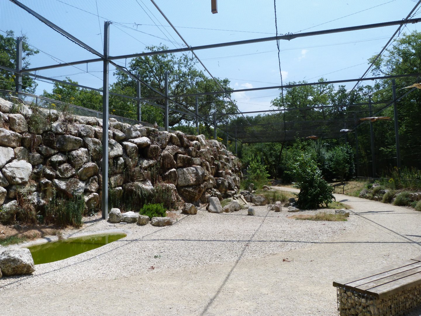 Western Eurasian griffon vulture and Western Egyptian vulture exhibit -Zoodyssée (2025)