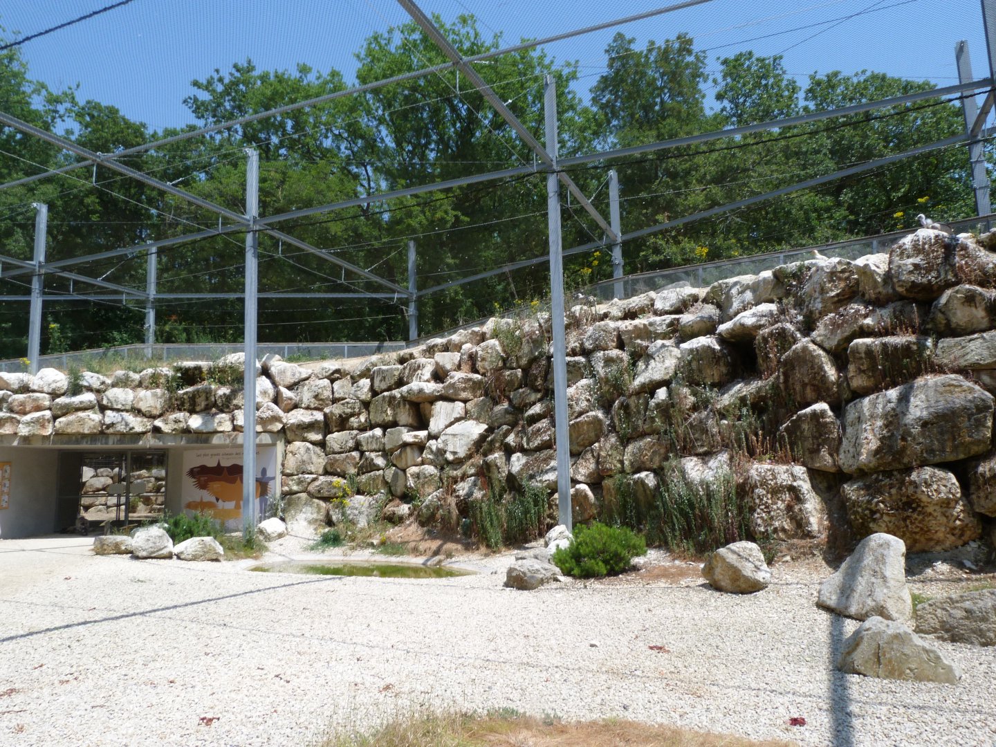 Western Eurasian griffon vulture and Western Egyptian vulture exhibit -Zoodyssée (2025)