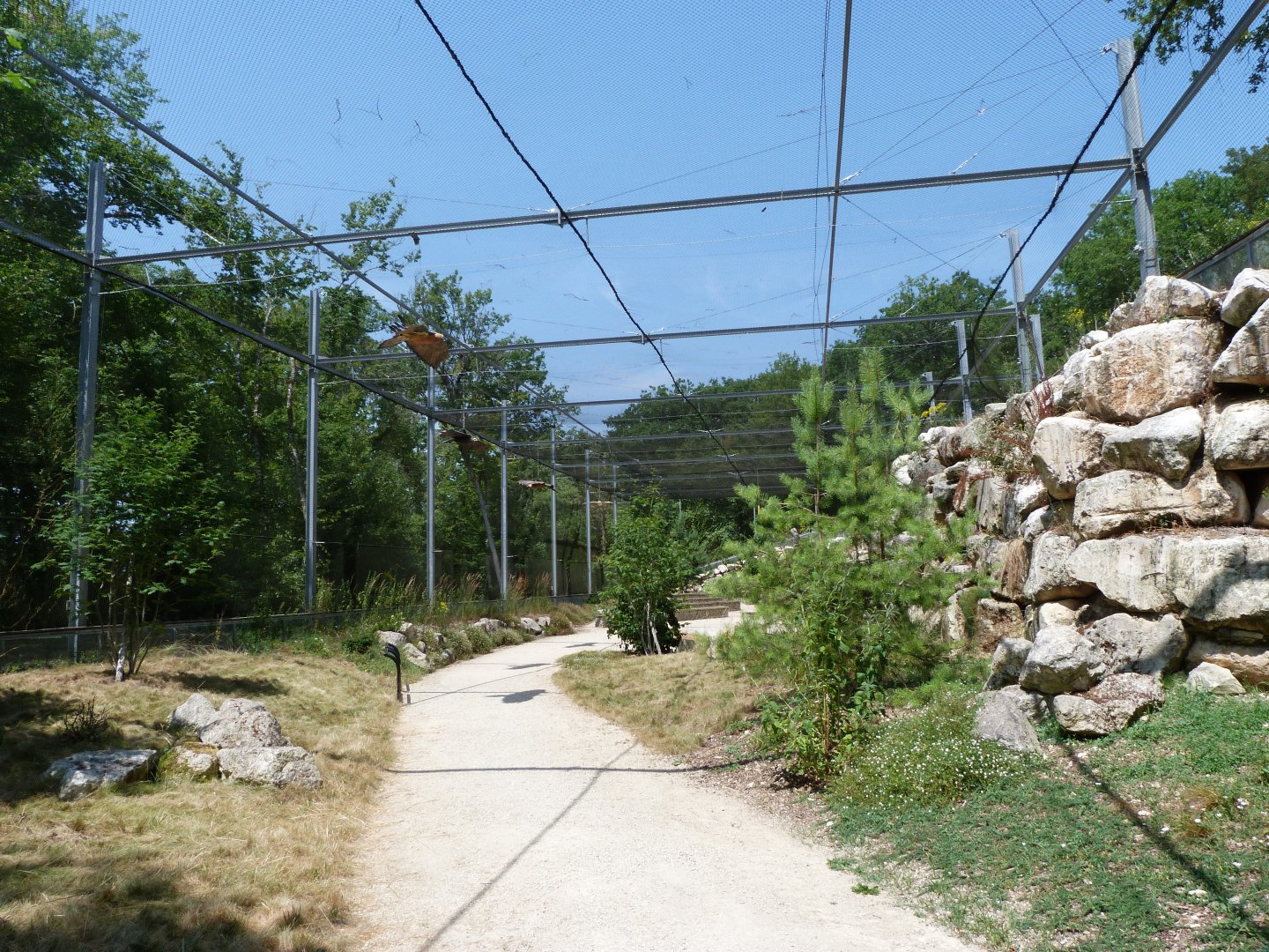 Western Eurasian griffon vulture and Western Egyptian vulture exhibit -Zoodyssée (2025)