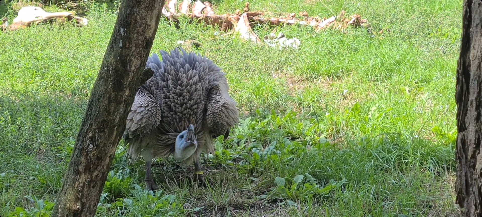 Western Eurasian griffon vulture angry after having its lunch stolen