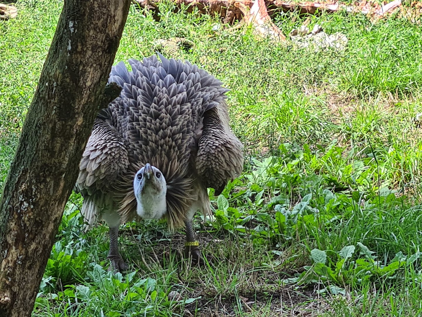 Western Eurasian griffon vulture angry after having its lunch stolen
