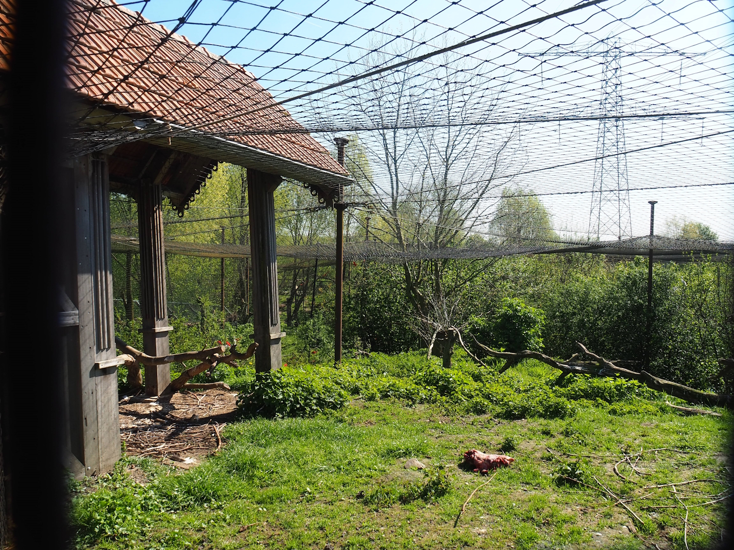 Western Eurasian griffon vulture aviary, 2023-04-30