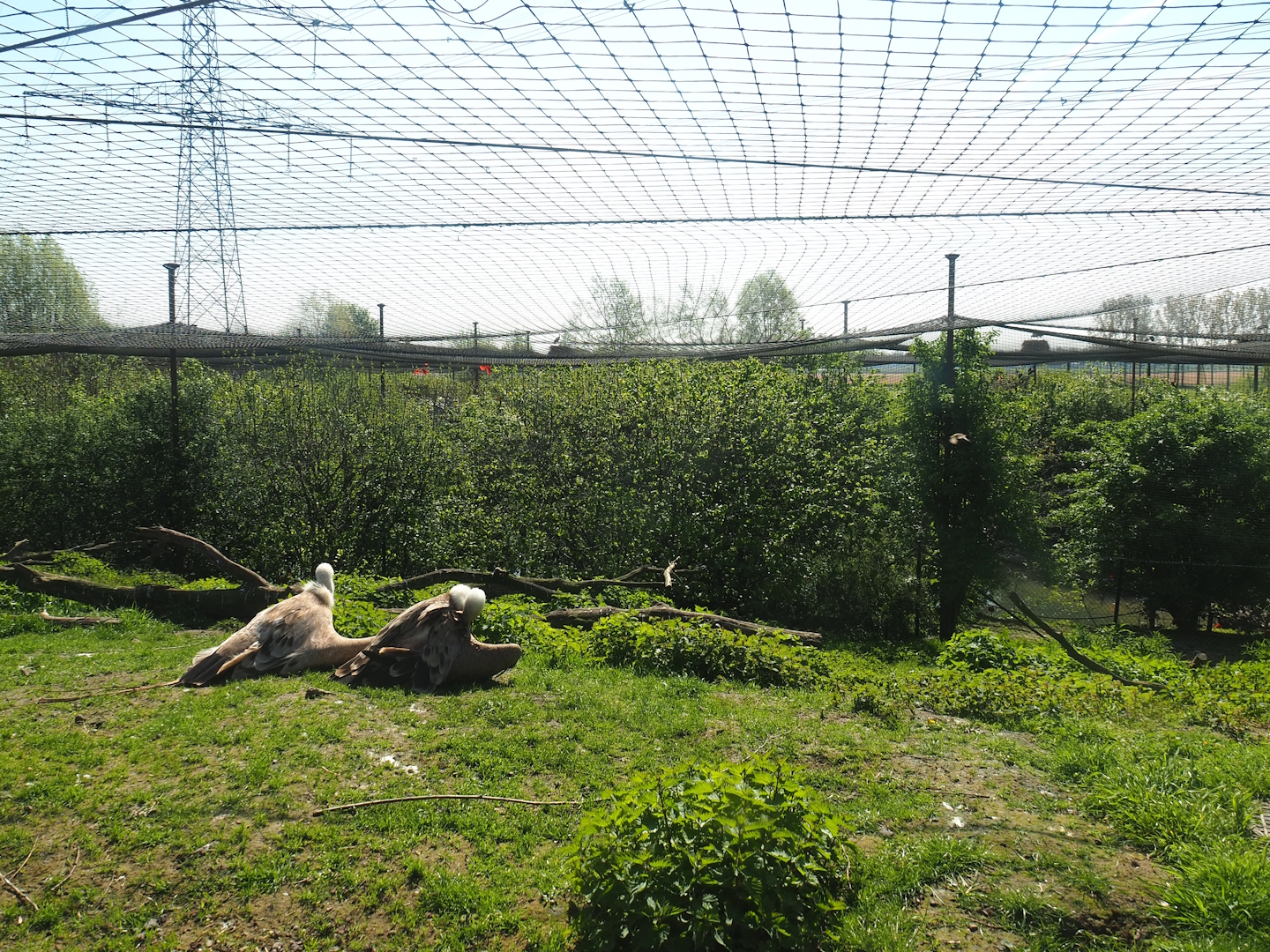 Western Eurasian griffon vulture aviary, 2023-04-30