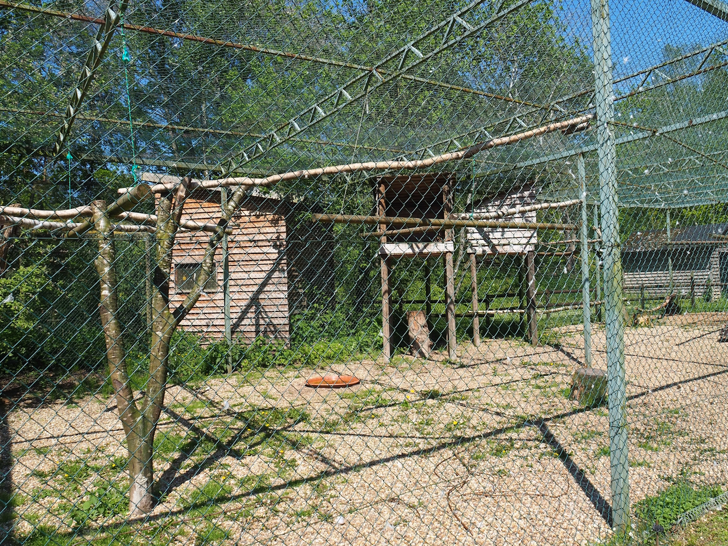 Western Eurasian griffon vulture aviary, 2023-05-19