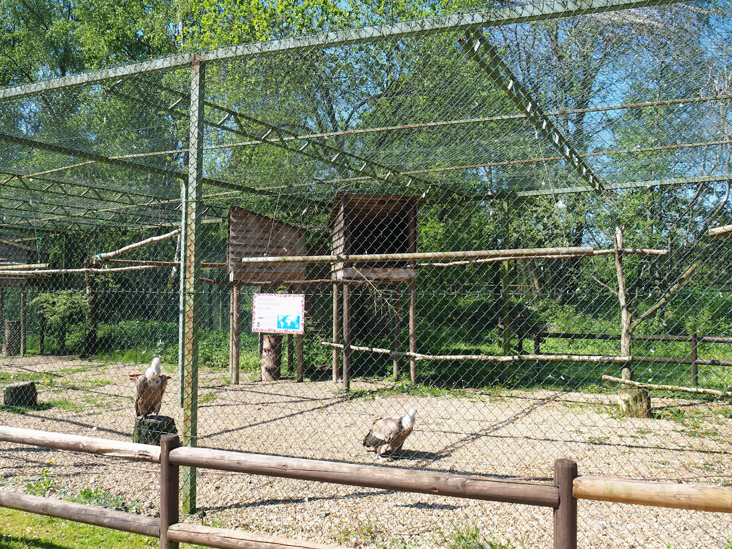 Western Eurasian griffon vulture aviary, 2023-05-19