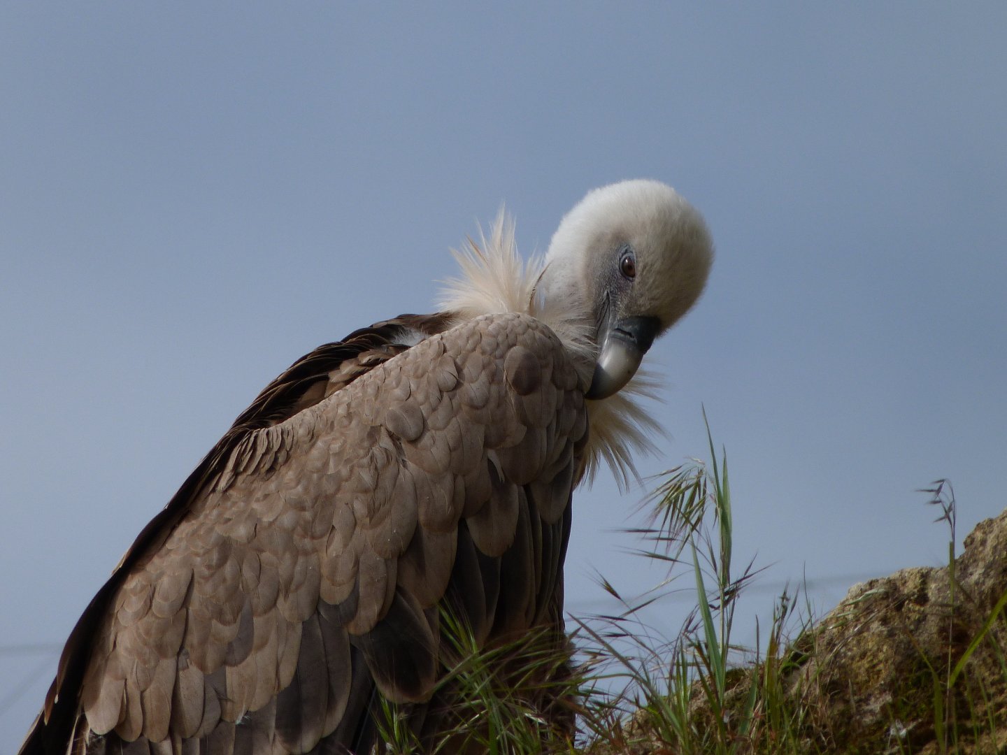 Western eurasian griffon vulture -Bioparc de Doué la Fontaine (2025)