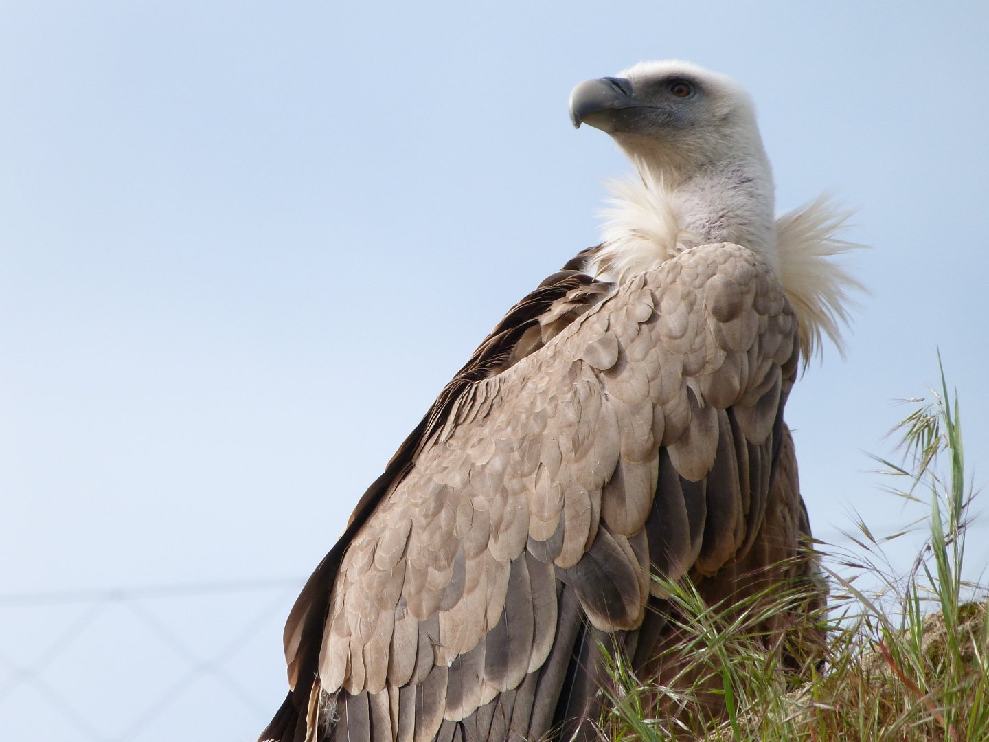 Western eurasian griffon vulture -Bioparc de Doué la Fontaine (2025)
