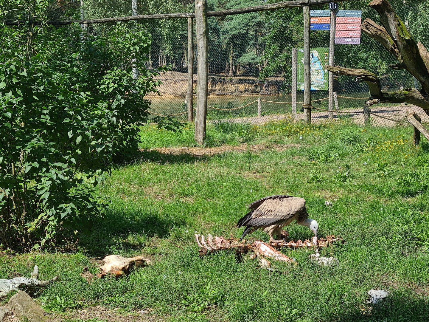 Western Eurasian griffon vulture enjoying its lunch