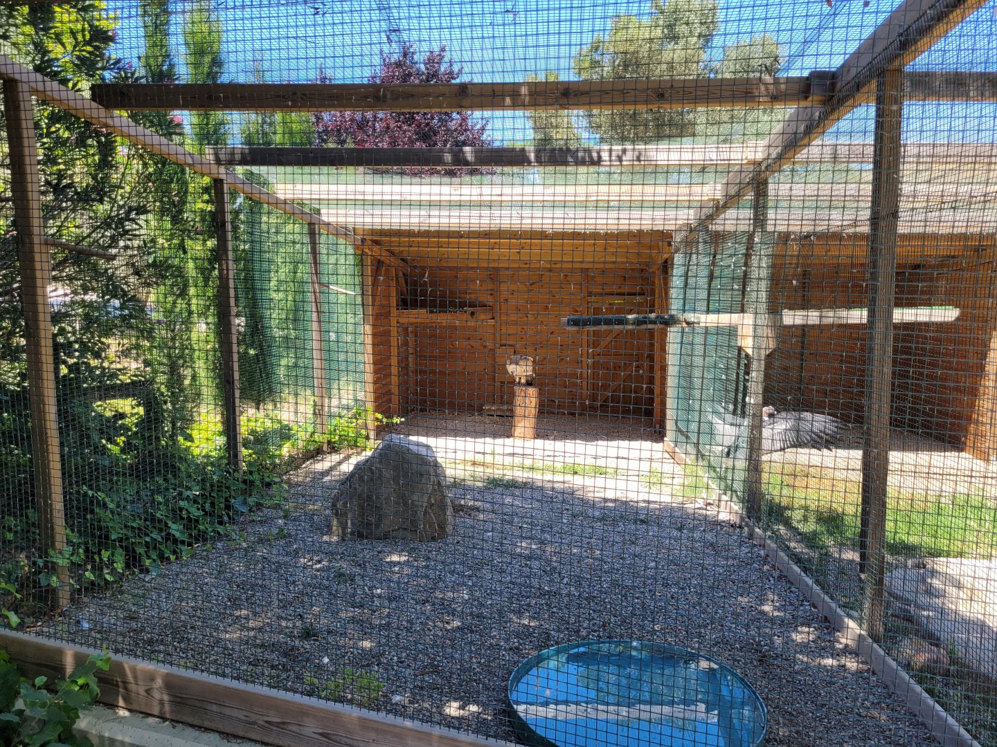 Western Eurasian griffon vulture exhibit -Sendaviva (2024)