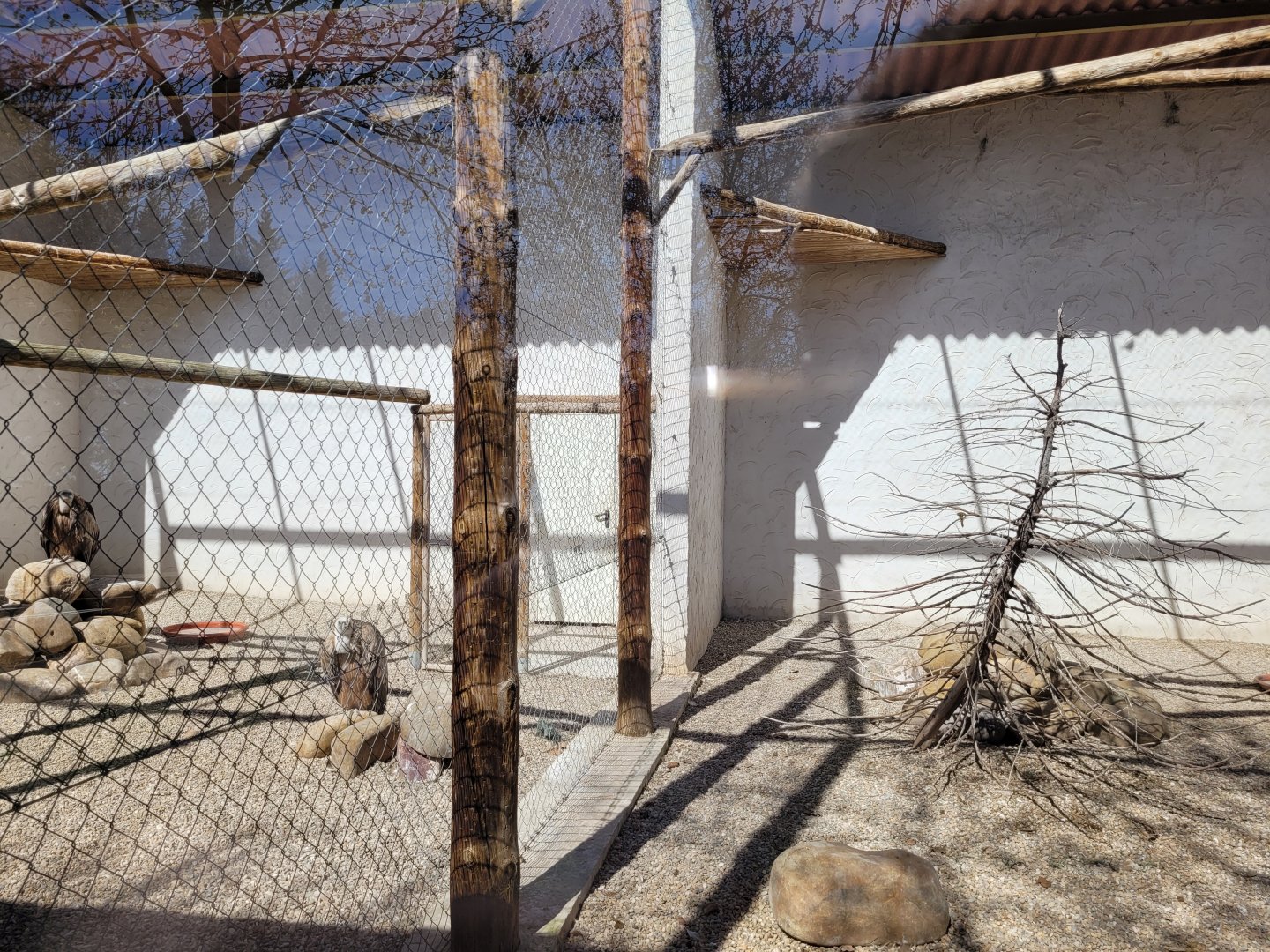 Western Eurasian griffon vulture exhibit -Tierra Rapaz (2024)