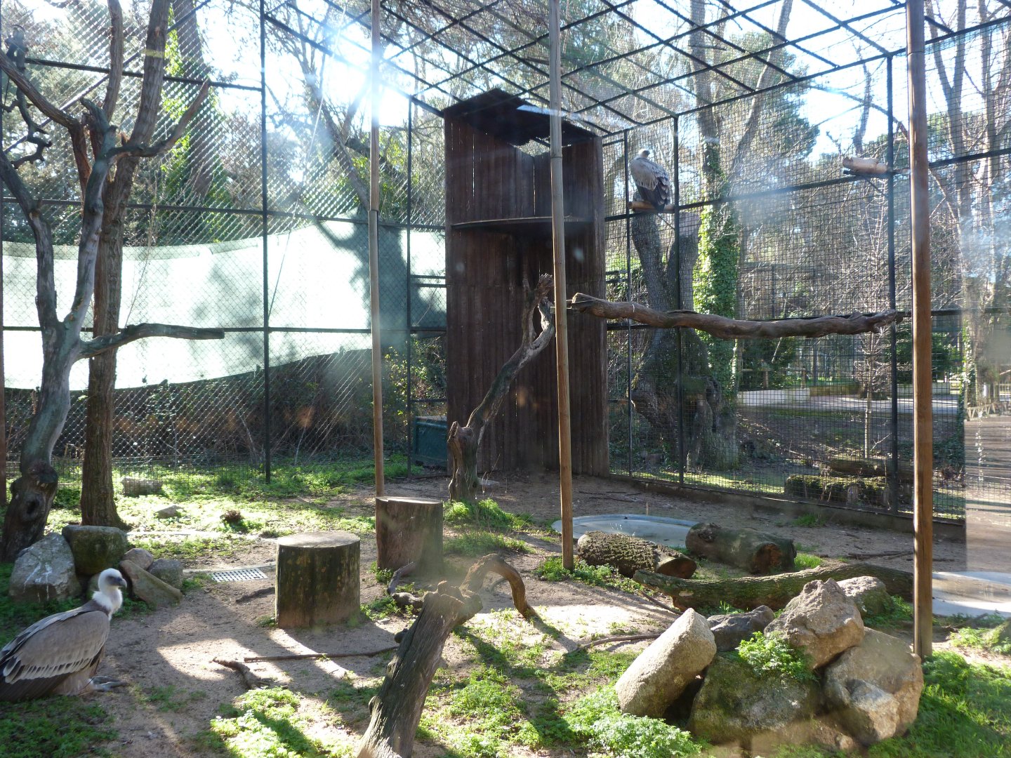 Western Eurasian griffon vulture exhibit -Zoo Aquarium de Madrid (2025)