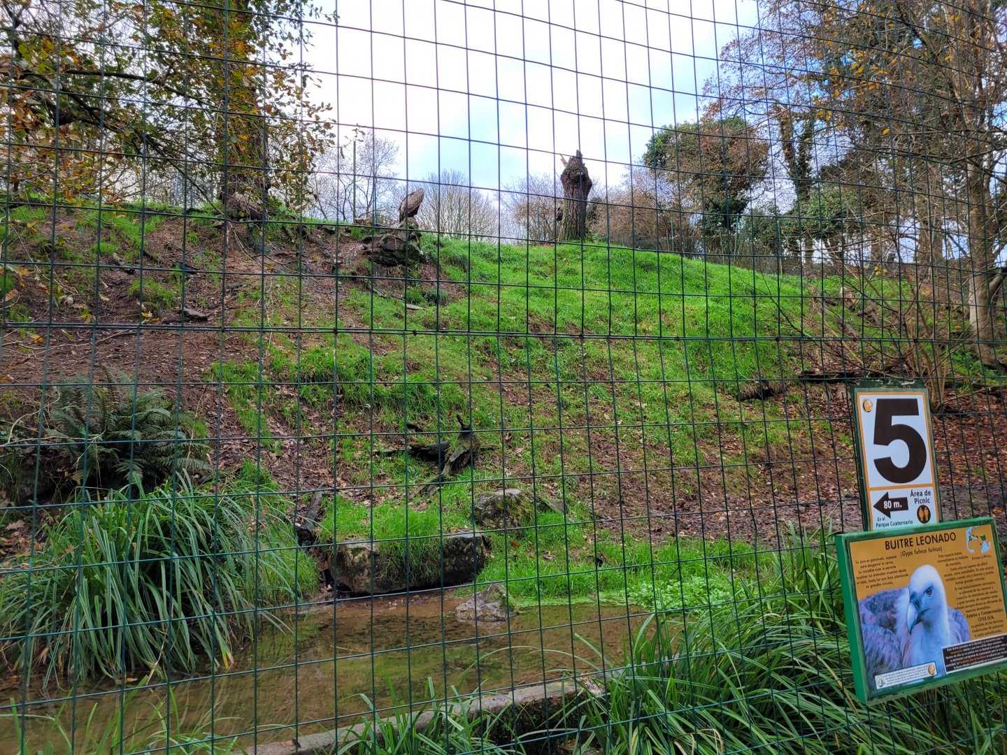Western Eurasian griffon vulture exhibit -Zoo de Santillana del Mar (2023)