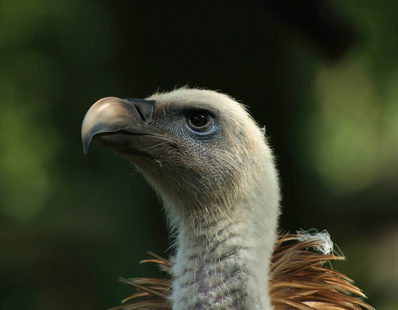 Western Eurasian griffon vulture (Gyps fulvus fulvus), 2008-08-06