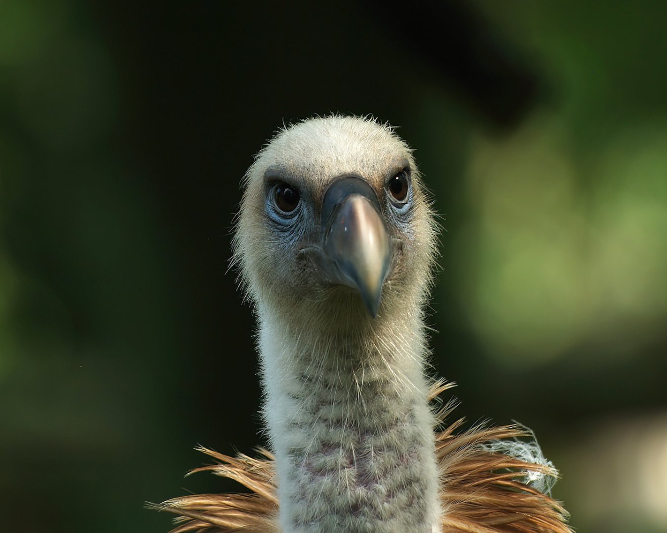 Western Eurasian griffon vulture (Gyps fulvus fulvus), 2008-08-06