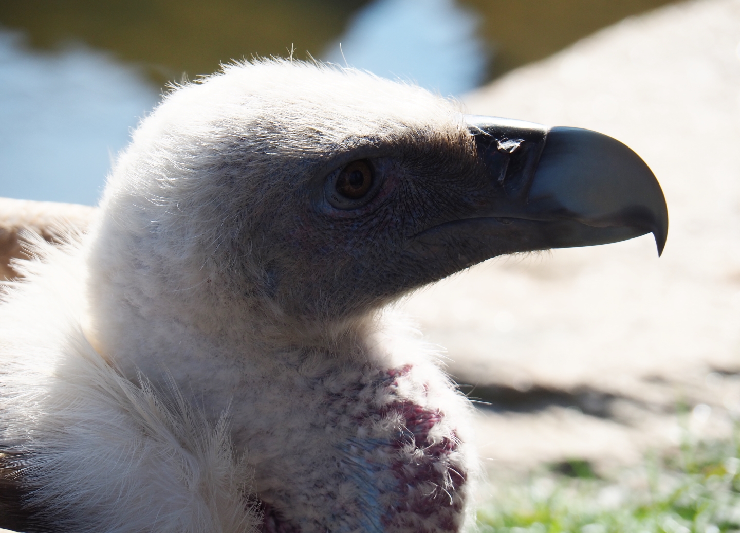 Western eurasian griffon vulture (Gyps fulvus fulvus), 2019-03-30