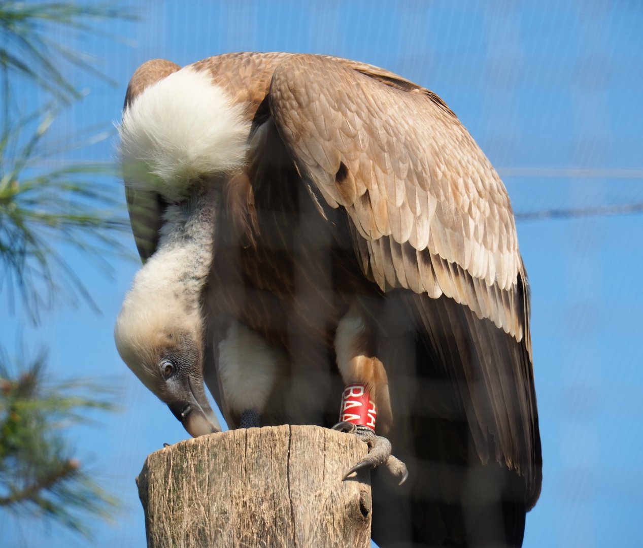 Western eurasian griffon vulture (Gyps fulvus fulvus), 2019-03-30