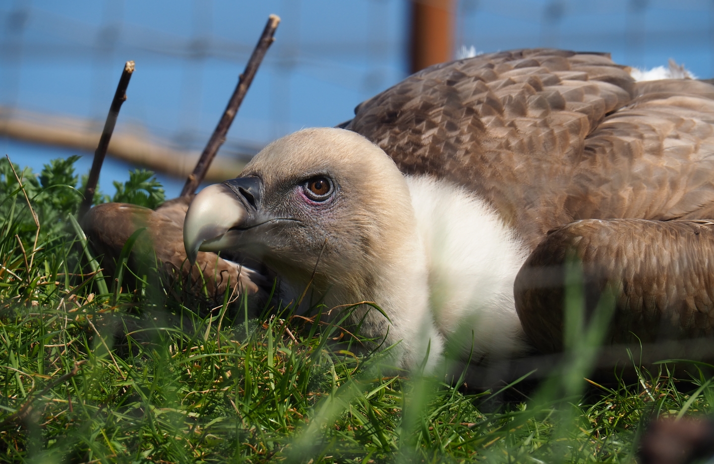 Western eurasian griffon vulture (Gyps fulvus fulvus), 2019-03-30