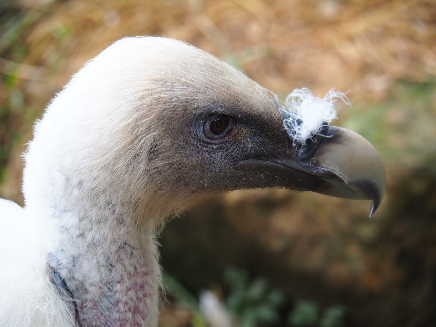 Western Eurasian griffon vulture (Gyps fulvus fulvus), 2019-07-21