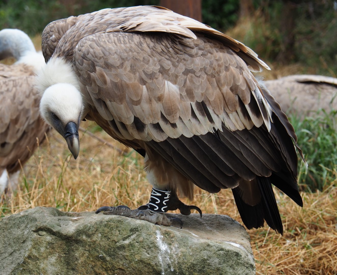 Western Eurasian griffon vulture (Gyps fulvus fulvus), 2019-07-21
