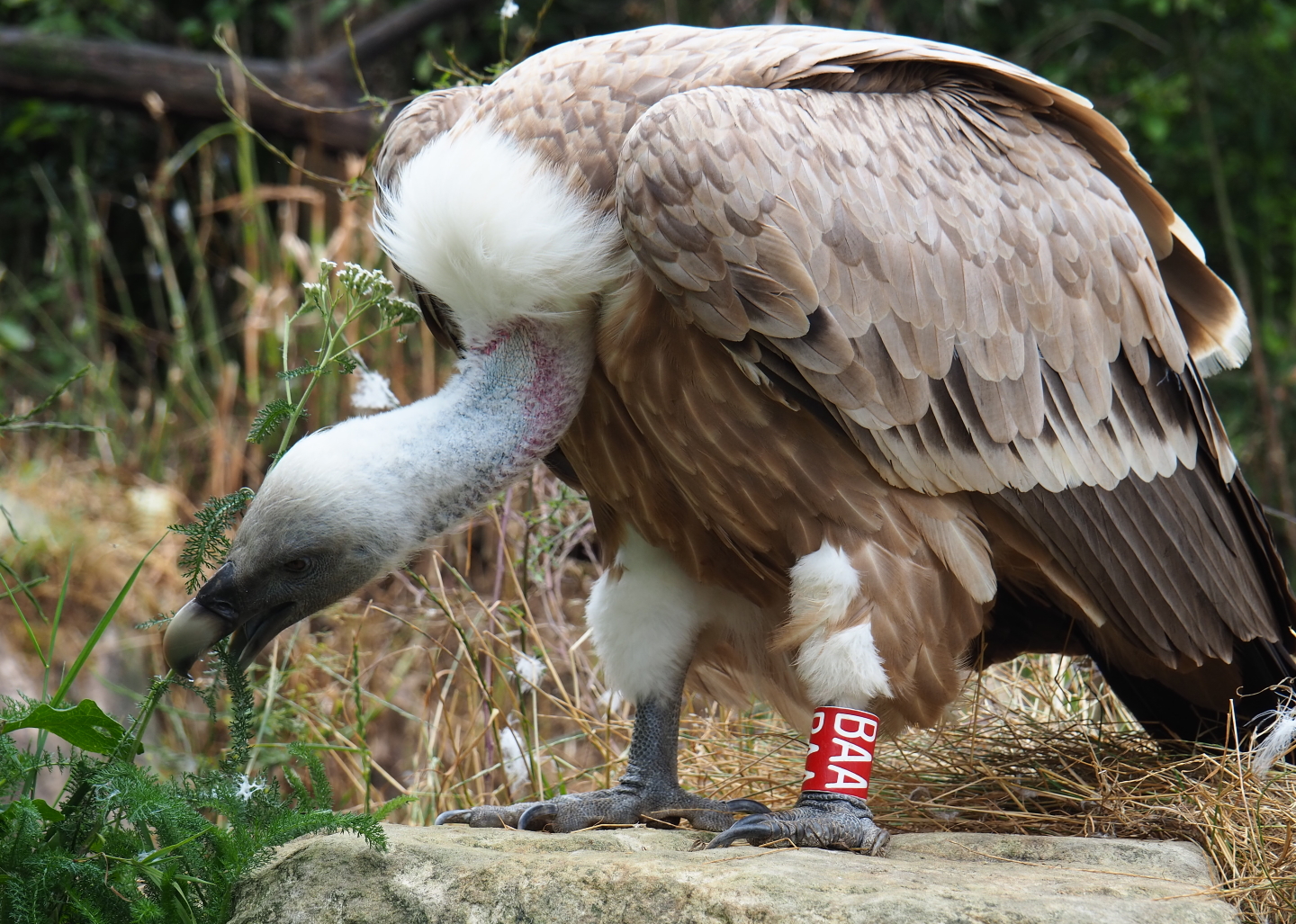 Western Eurasian griffon vulture (Gyps fulvus fulvus), 2019-07-21