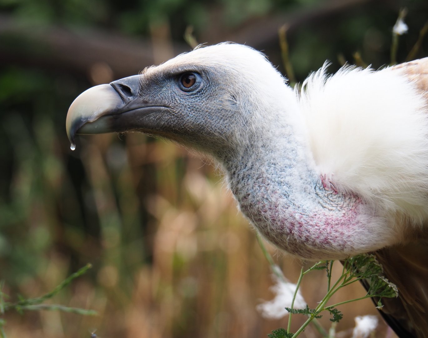 Western Eurasian griffon vulture (Gyps fulvus fulvus), 2019-07-21