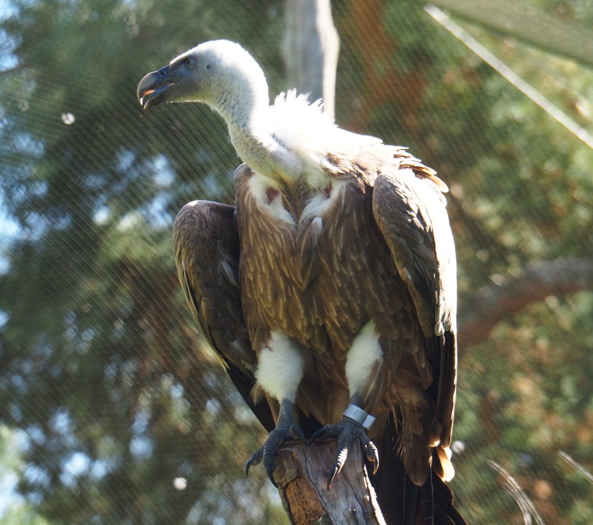 Western Eurasian griffon vulture (Gyps fulvus fulvus), 2019-09-15