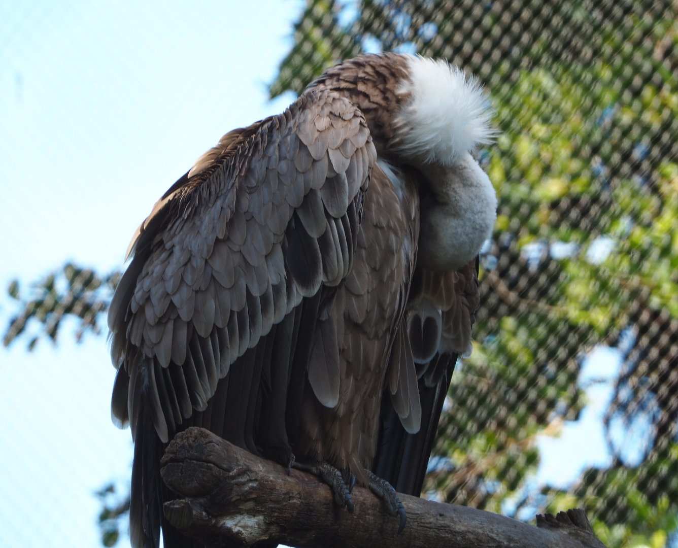 Western Eurasian griffon vulture (Gyps fulvus fulvus), 2020-06-12