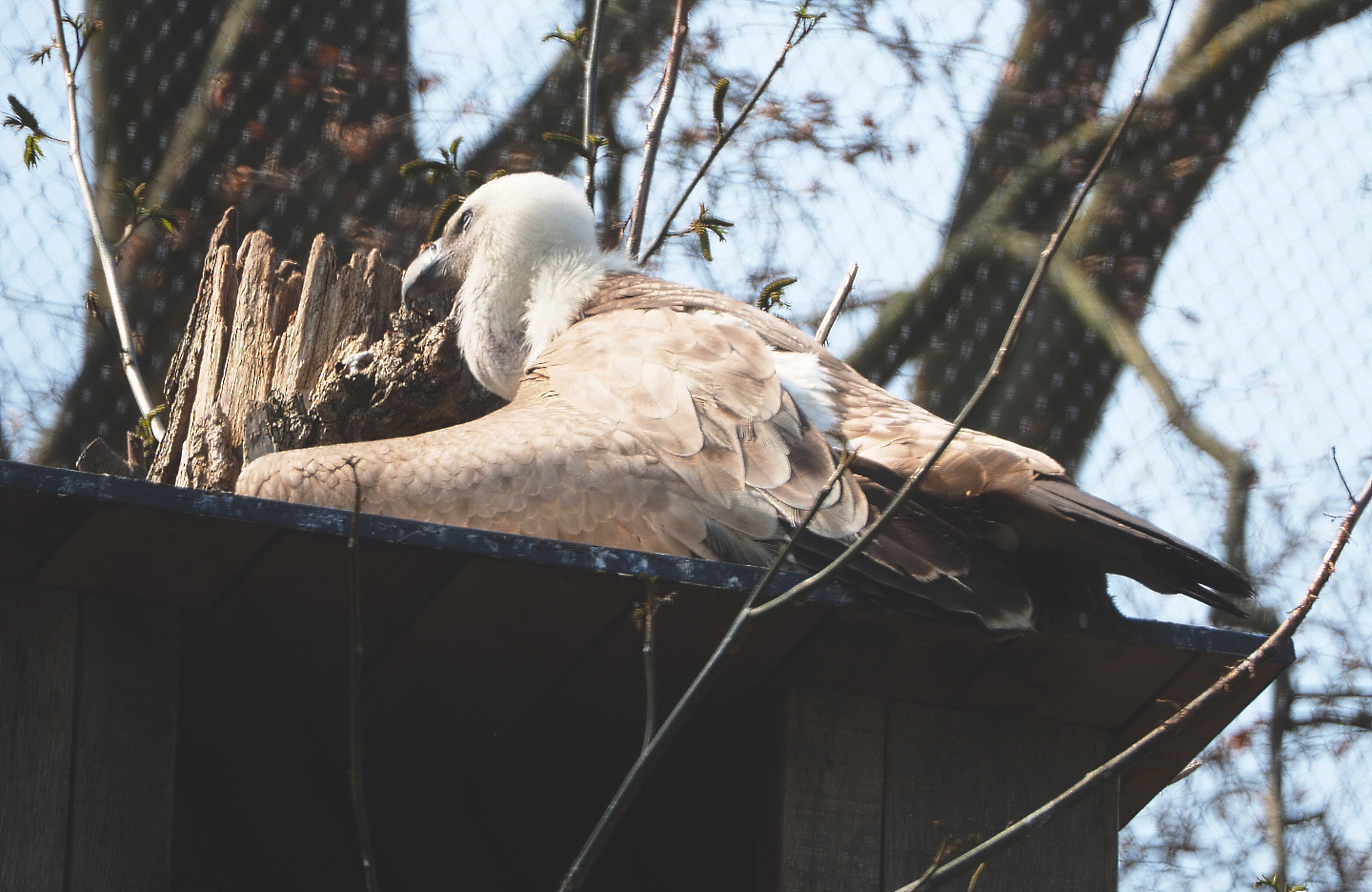 Western eurasian griffon vulture (Gyps fulvus fulvus), 2021-04-20