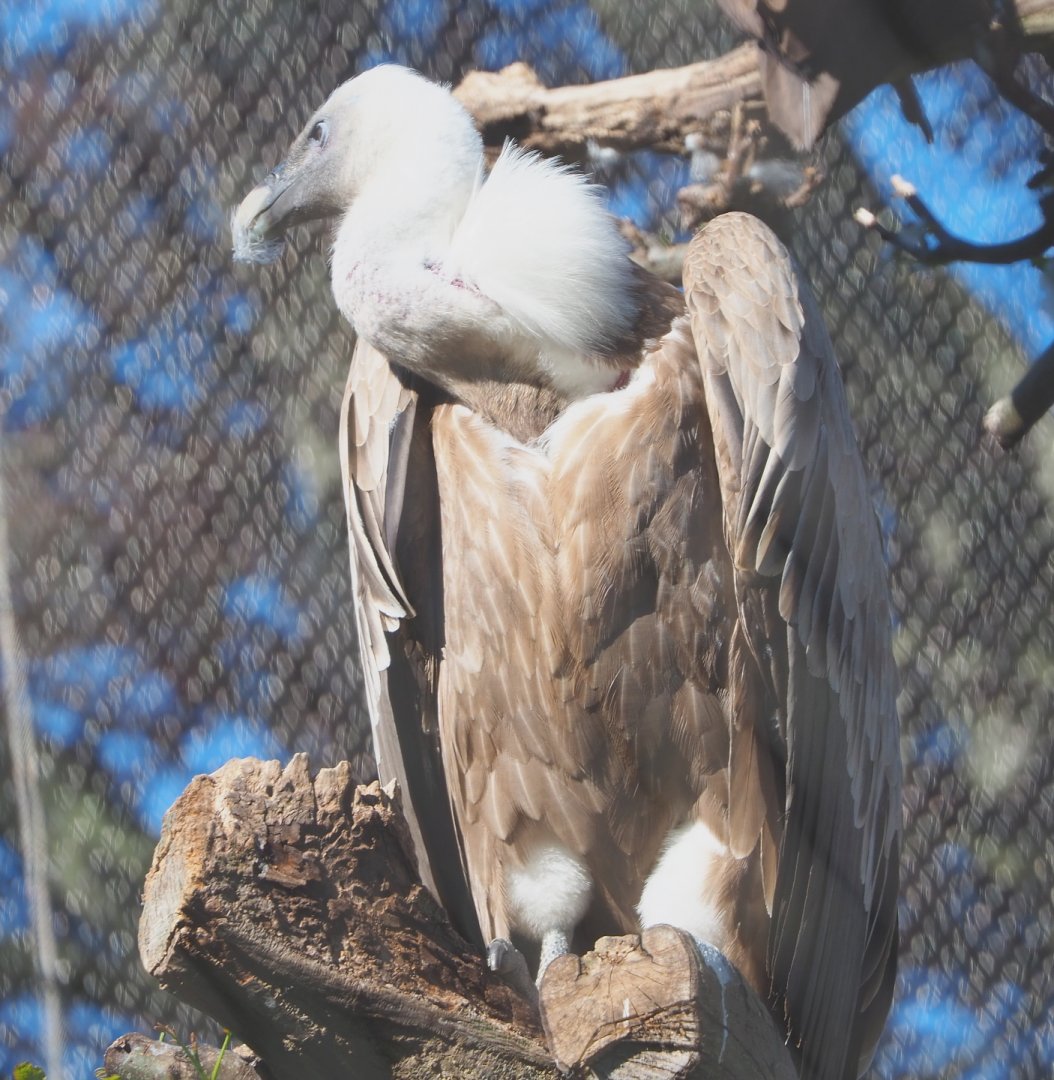 Western Eurasian griffon vulture (Gyps fulvus fulvus), 2021-06-01