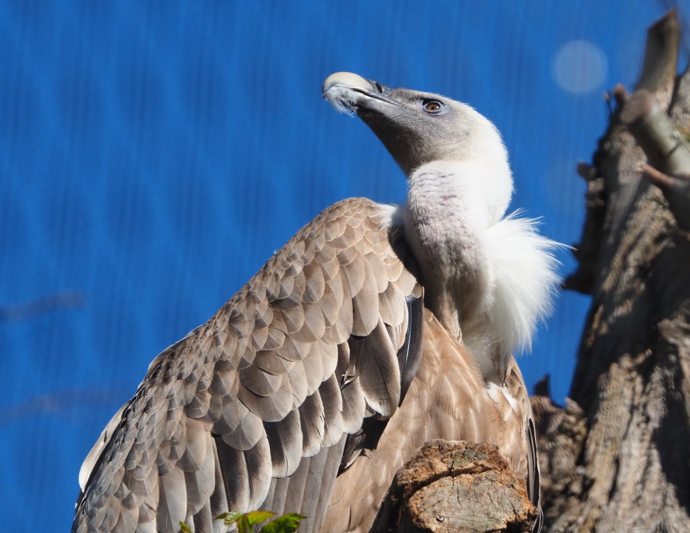 Western Eurasian griffon vulture (Gyps fulvus fulvus), 2021-06-01