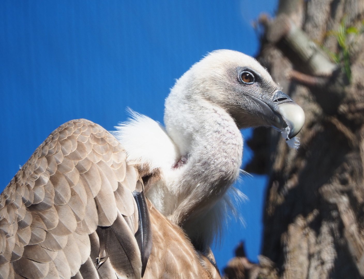Western Eurasian griffon vulture (Gyps fulvus fulvus), 2021-06-01