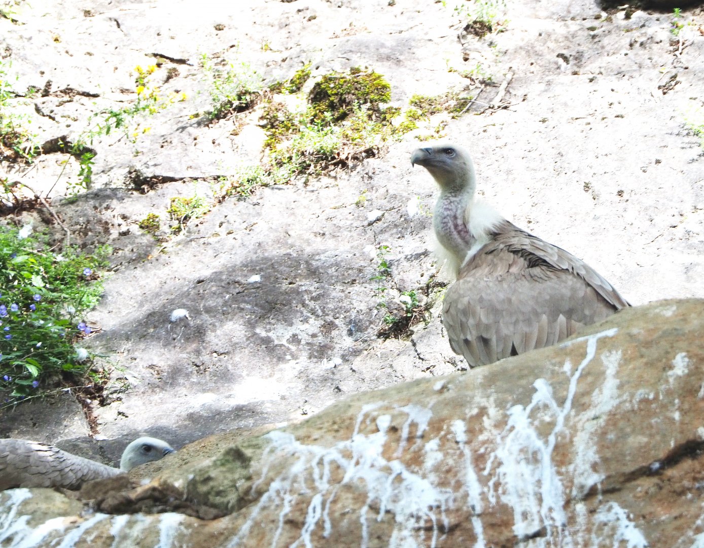 Western Eurasian griffon vulture (Gyps fulvus fulvus), 2021-08-15