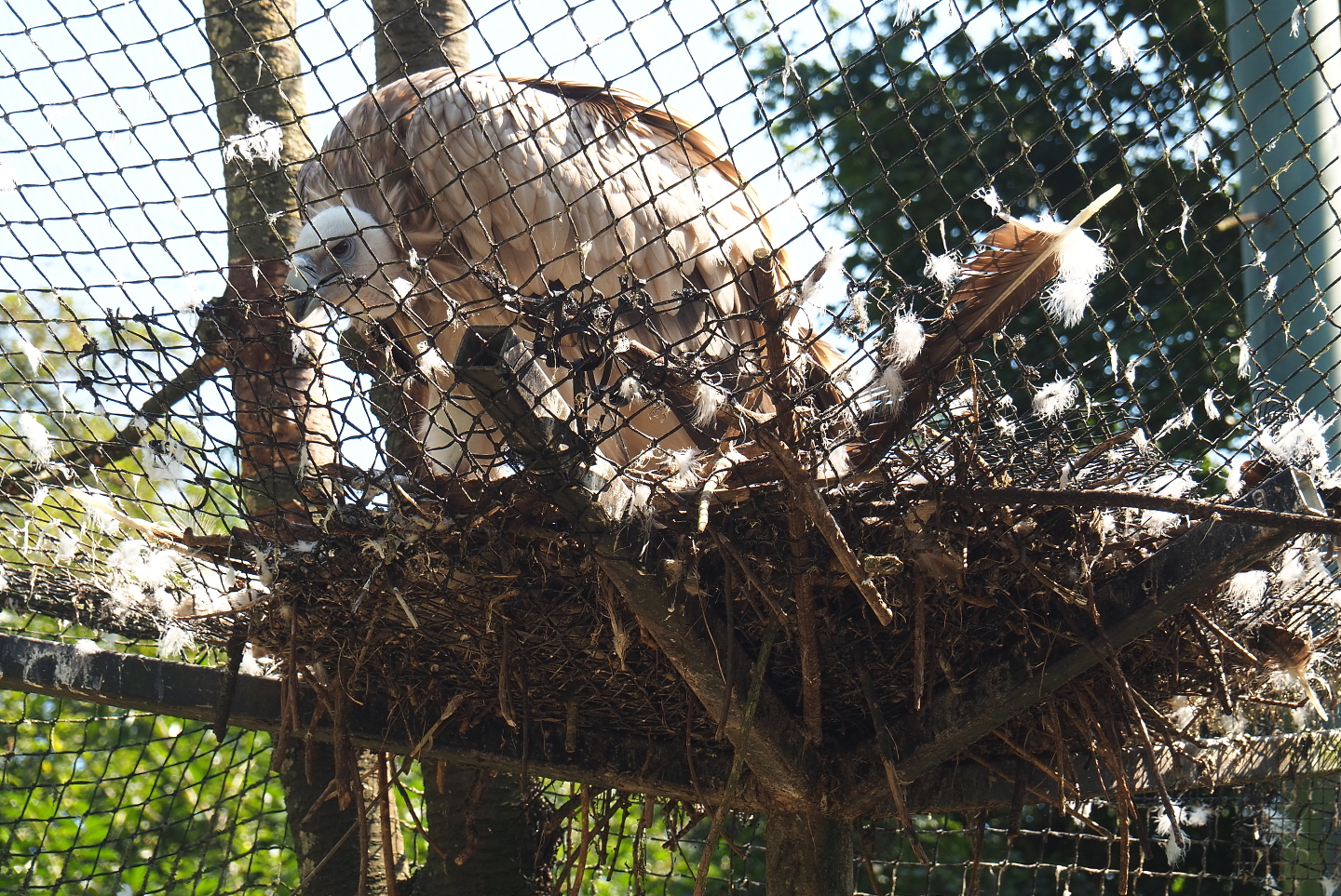 Western eurasian griffon vulture (Gyps fulvus fulvus), 2021-09-03