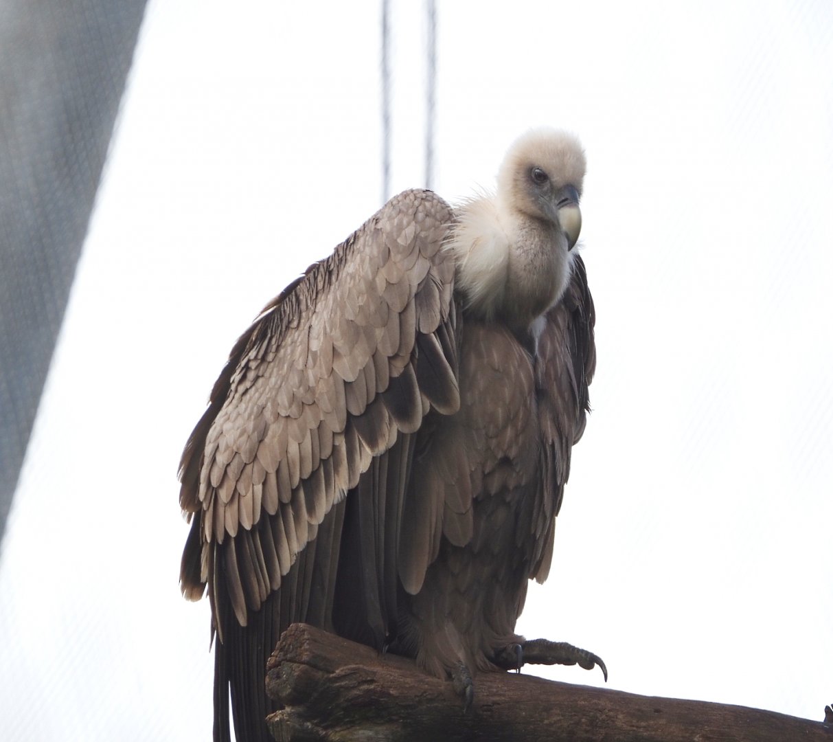 Western eurasian griffon vulture (Gyps fulvus fulvus), 2021-11-23