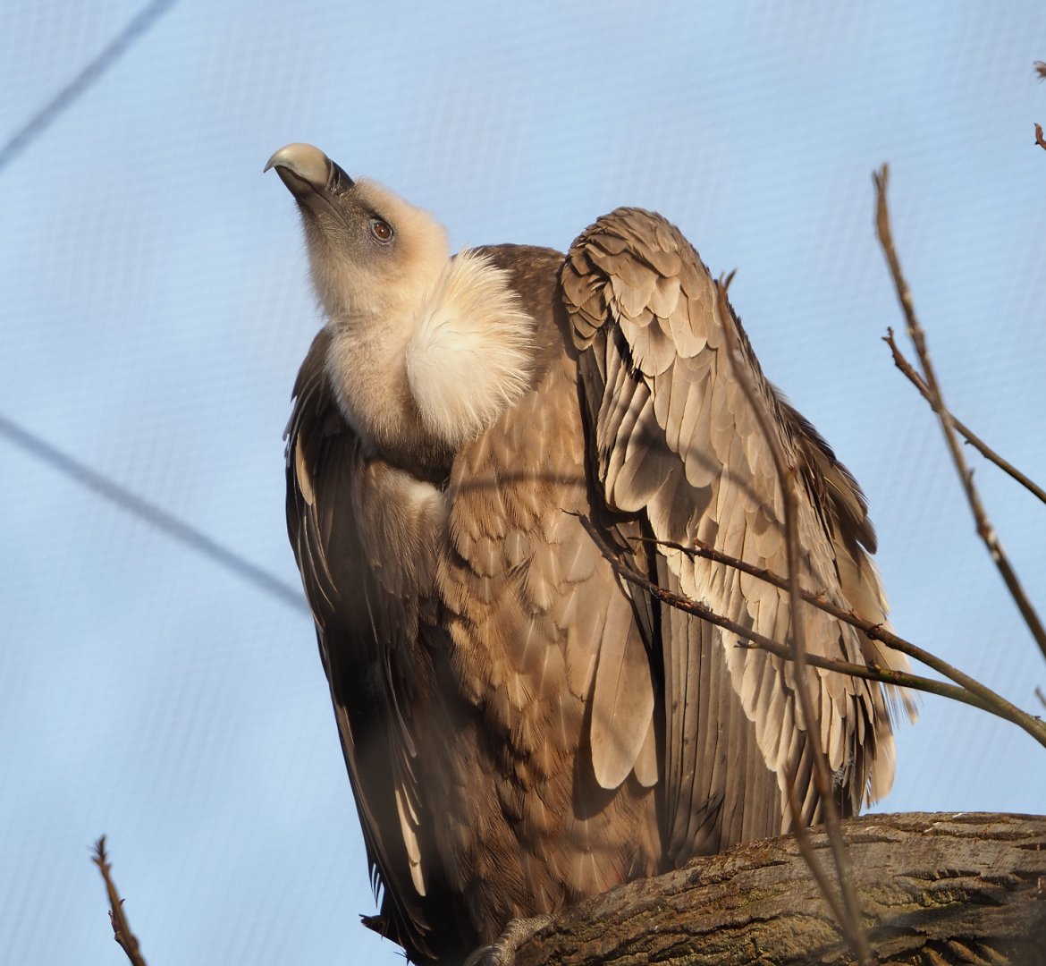 Western eurasian griffon vulture (Gyps fulvus fulvus), 2021-12-22