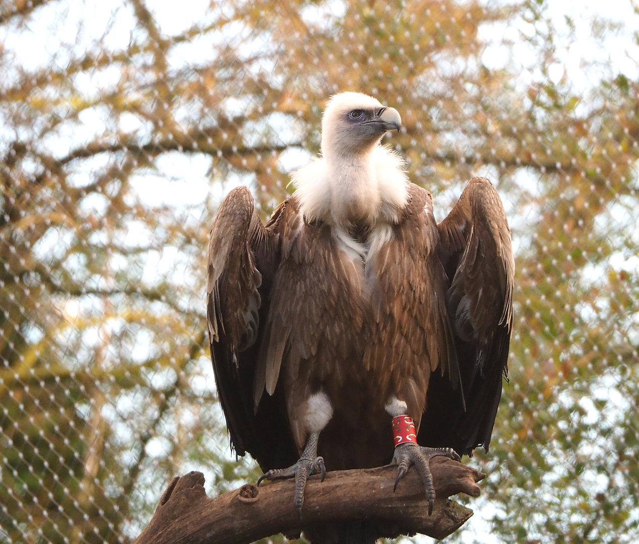 Western Eurasian griffon vulture (Gyps fulvus fulvus), 2022-01-30