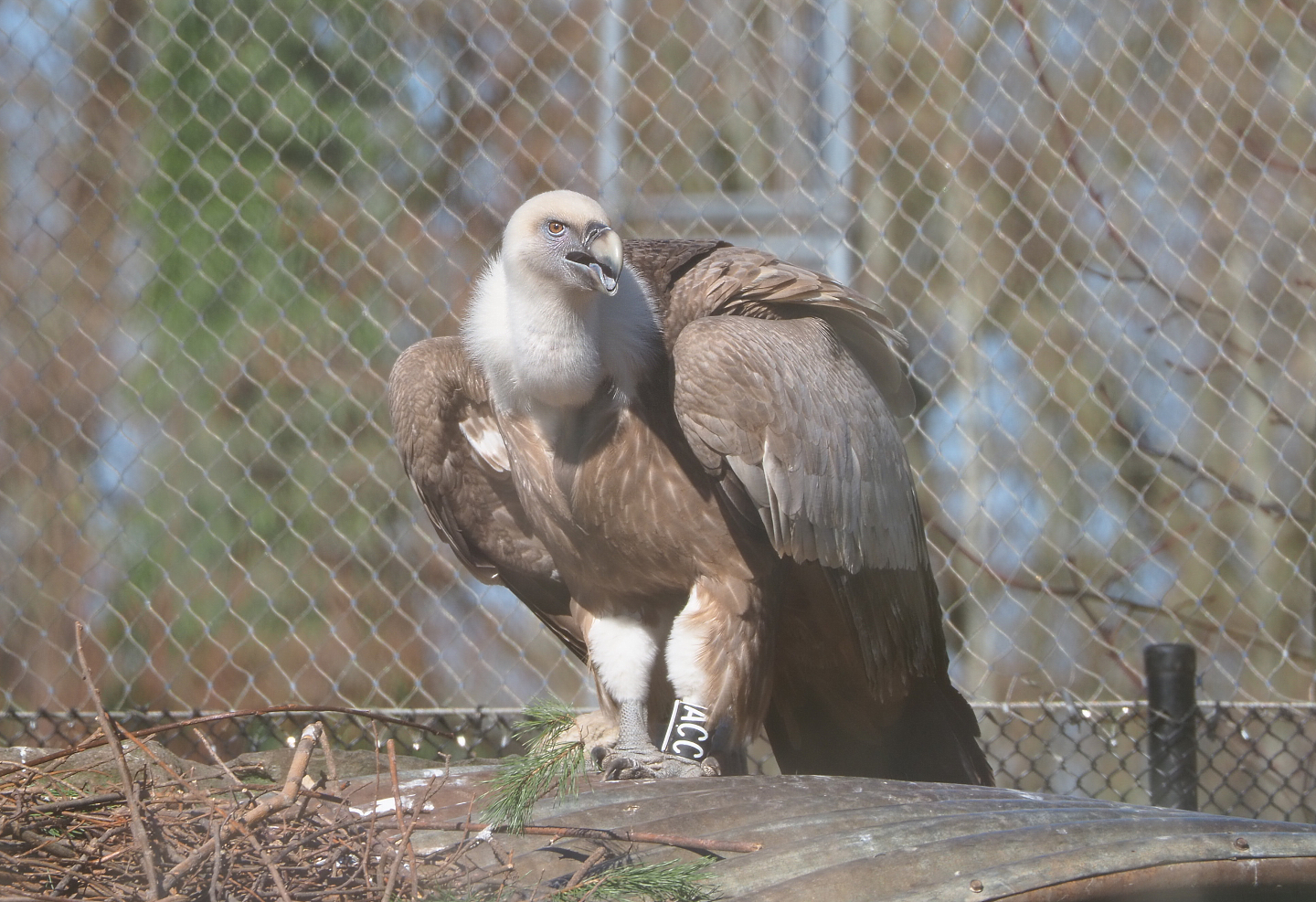 Western eurasian griffon vulture (Gyps fulvus fulvus), 2022-03-08