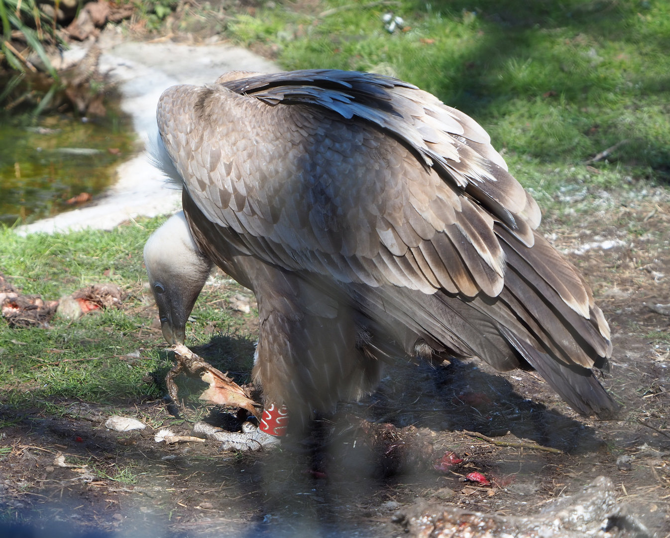 Western eurasian griffon vulture (Gyps fulvus fulvus), 2022-03-08