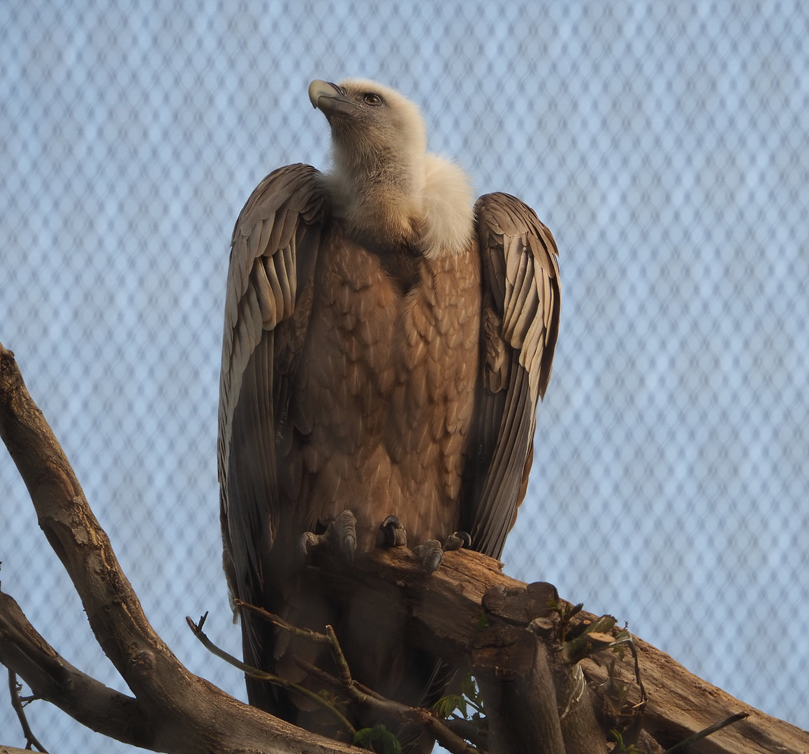 Western eurasian griffon vulture (Gyps fulvus fulvus), 2022-04-12