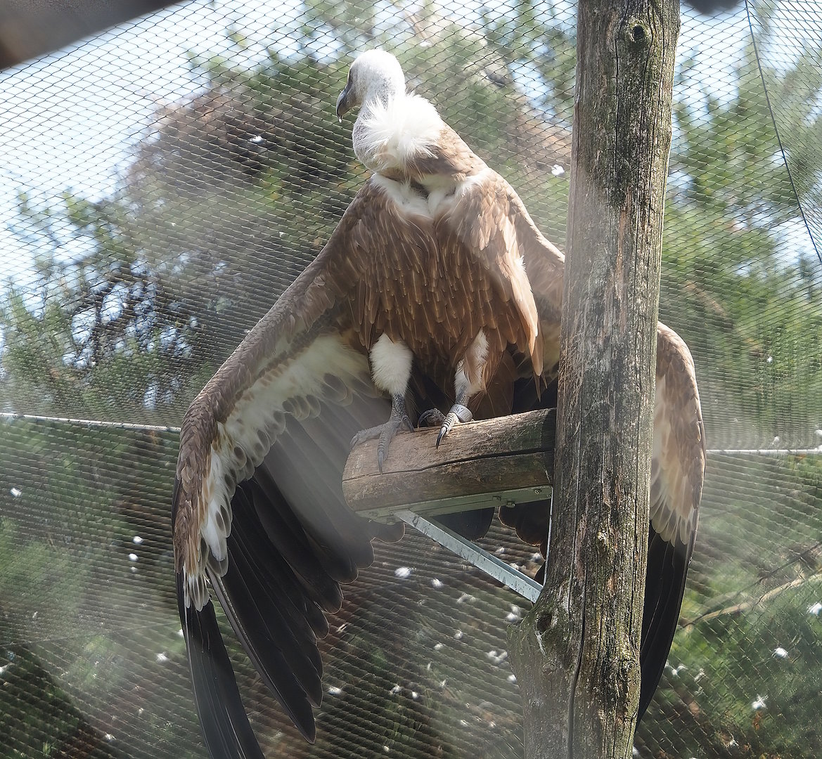 Western Eurasian griffon vulture (Gyps fulvus fulvus), 2022-06-12