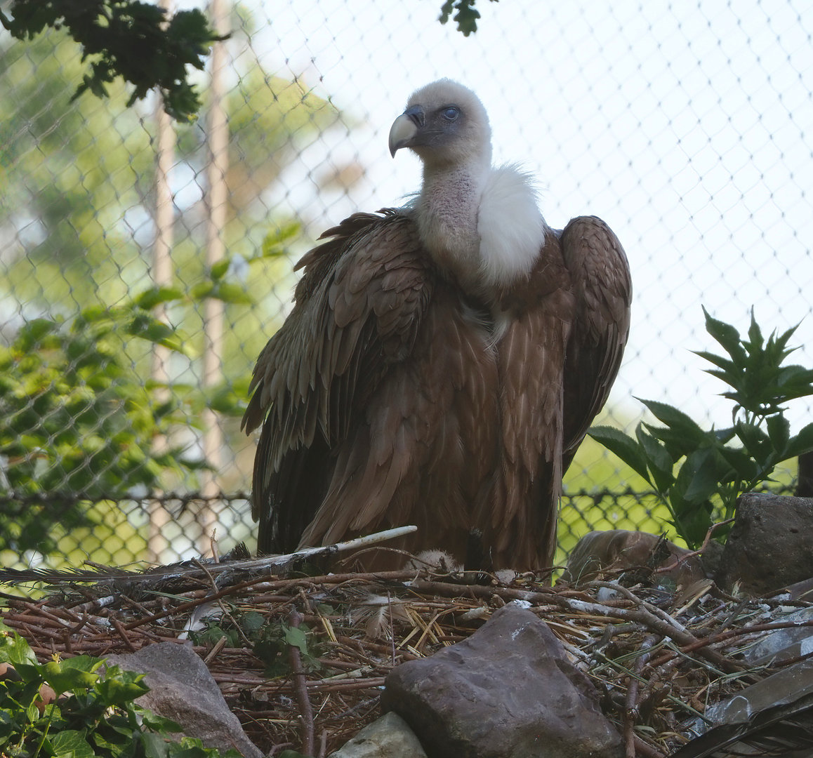 Western Eurasian griffon vulture (Gyps fulvus fulvus), 2022-06-15