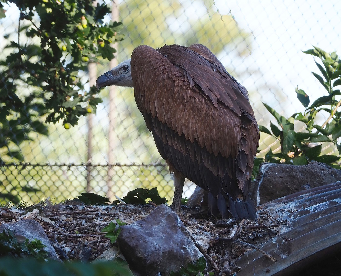 Western eurasian griffon vulture (Gyps fulvus fulvus), 2022-08-07