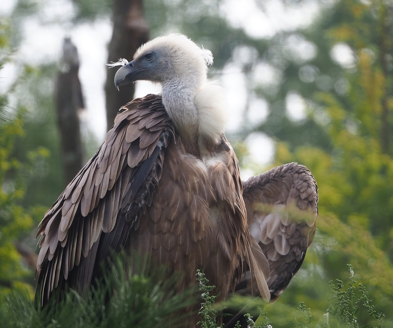 Western Eurasian griffon vulture (Gyps fulvus fulvus), 2022-08-20