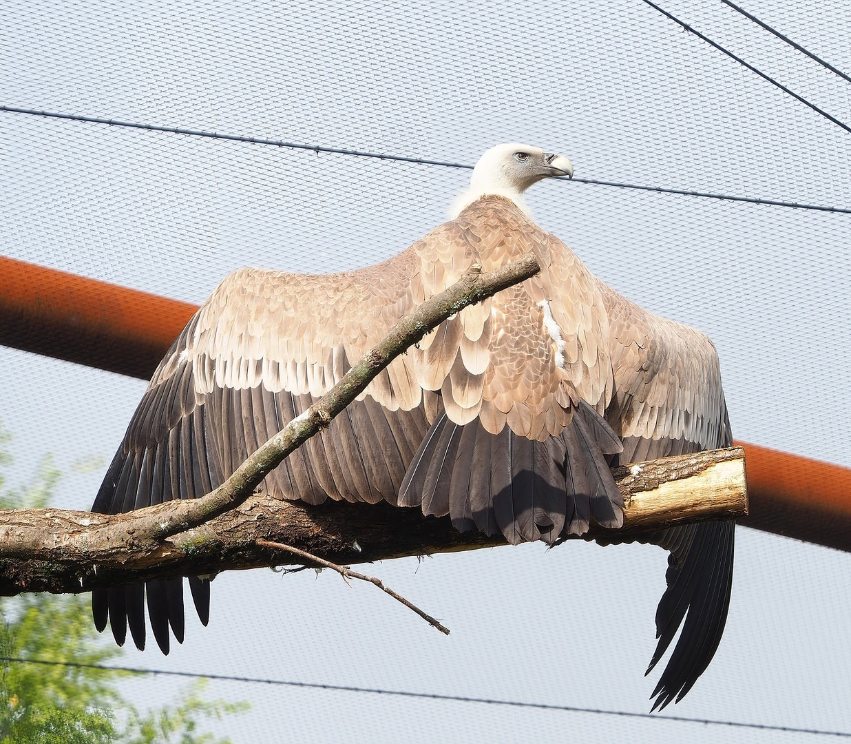 Western Eurasian griffon vulture (Gyps fulvus fulvus), 2022-08-20