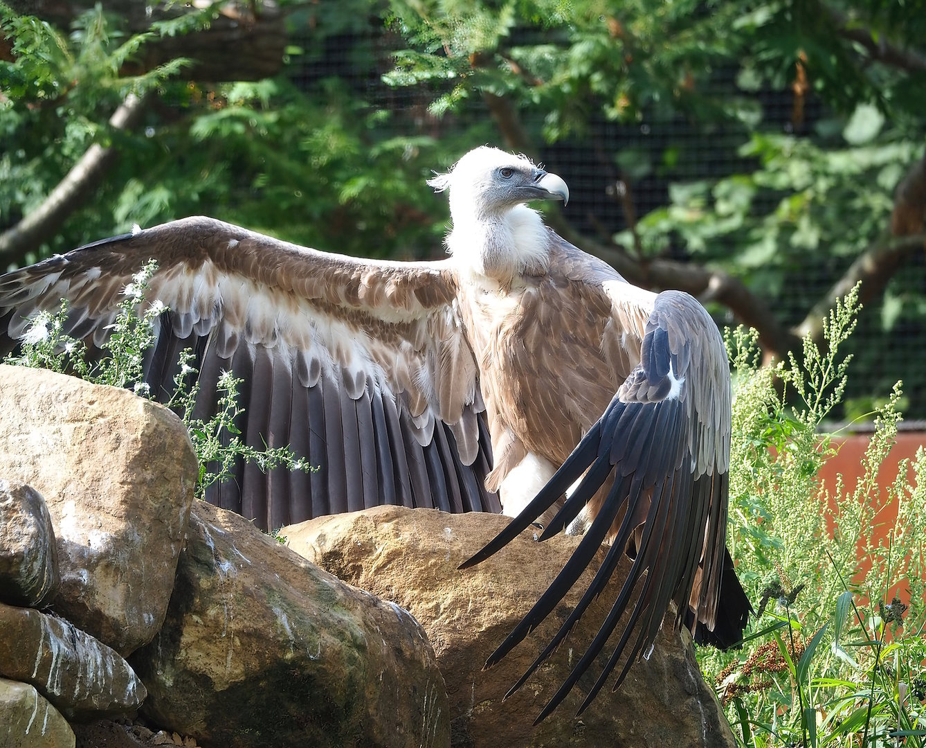 Western Eurasian griffon vulture (Gyps fulvus fulvus), 2022-08-20