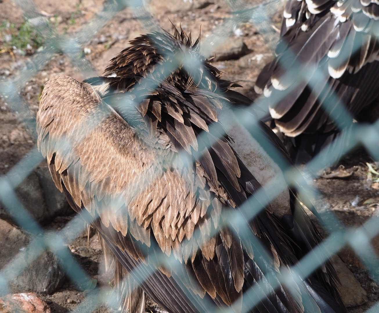 Western Eurasian griffon vulture (Gyps fulvus fulvus), 2022-08-28