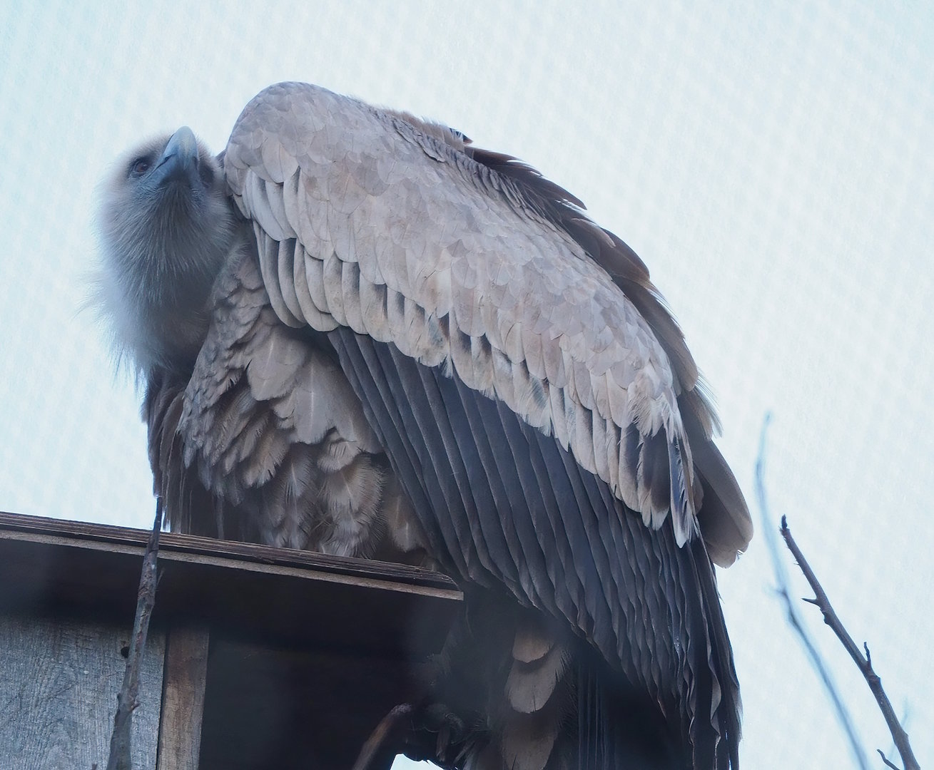 Western Eurasian griffon vulture (Gyps fulvus fulvus), 2022-12-27
