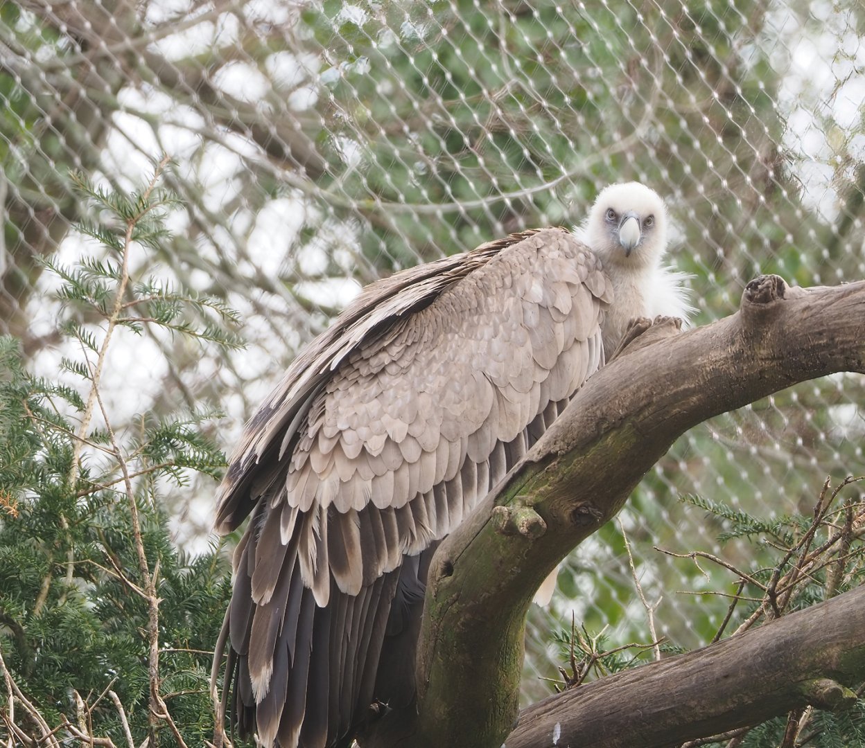 Western Eurasian griffon vulture (Gyps fulvus fulvus), 2023-03-28