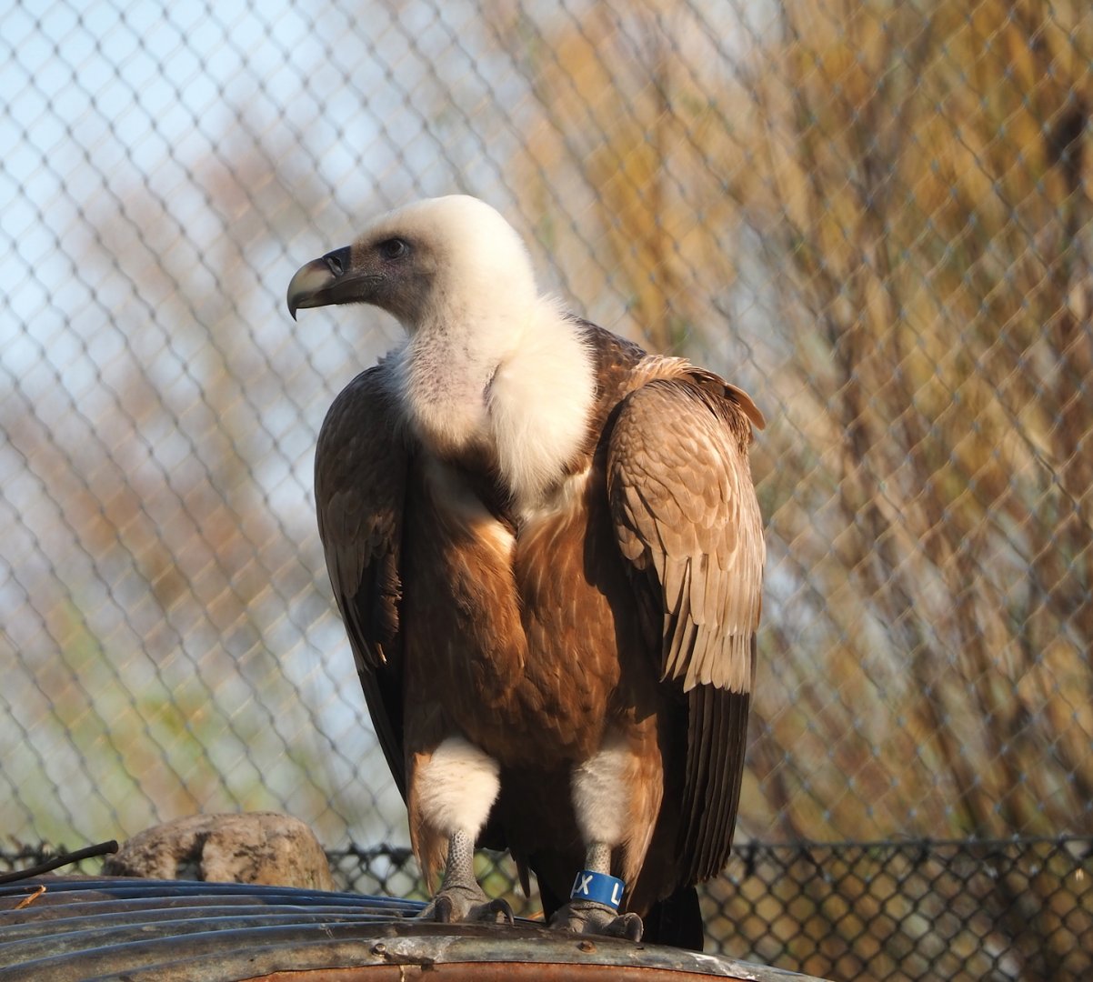 Western Eurasian griffon vulture (Gyps fulvus fulvus), 2023-04-18
