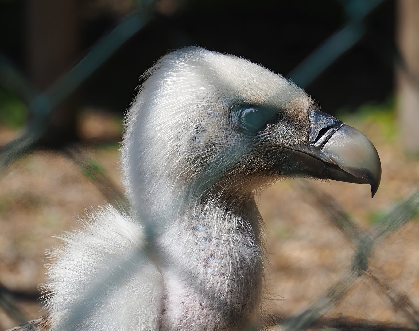 Western Eurasian griffon vulture (Gyps fulvus fulvus), 2023-05-19